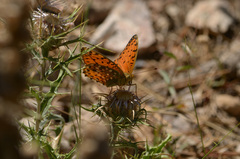 Argynnis elisa