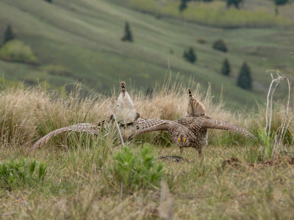 Columbian Sharp-tailed Grouse