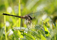 Diplacodes trivialis