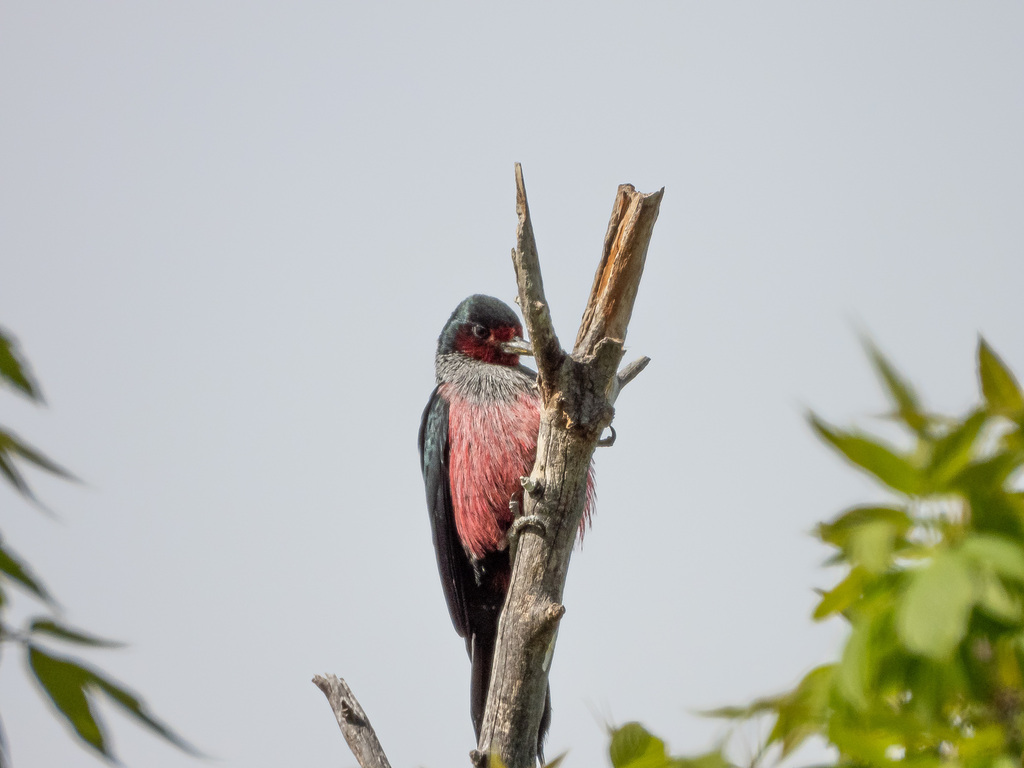 Lewis's Woodpecker