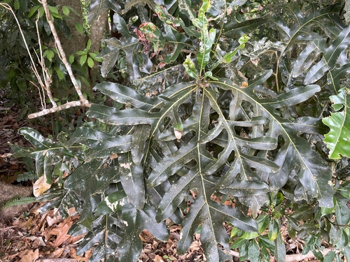 Stenocarpus sinuatus observed 2024-11-30
