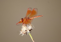 Brachythemis contaminata