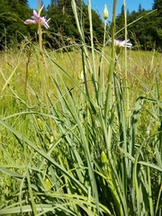Scorzonera purpurea