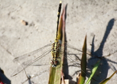 Diplacodes trivialis