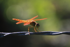 Brachythemis contaminata