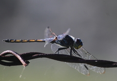 Potamarcha congener