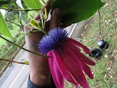 Passiflora longipes
