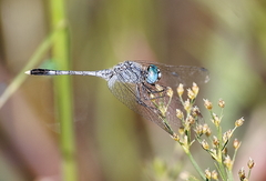 Diplacodes trivialis