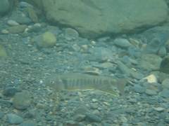 Opsariichthys pachycephalus