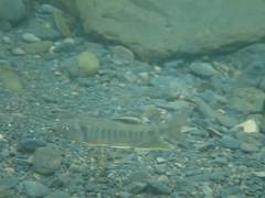 Opsariichthys pachycephalus