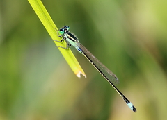 Ischnura senegalensis