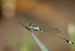Ischnura senegalensis