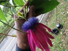 Passiflora longipes