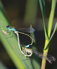 Ischnura senegalensis
