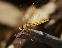 Brachythemis contaminata