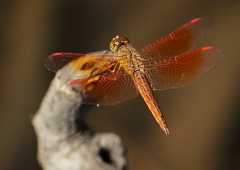 Brachythemis contaminata