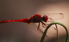 Crocothemis servilia