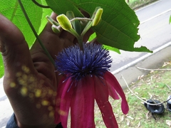 Passiflora longipes