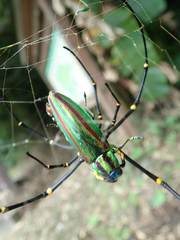 Chrysochroa fulgidissima