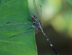 Orthetrum sabina