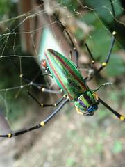 Chrysochroa fulgidissima