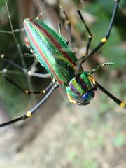 Chrysochroa fulgidissima