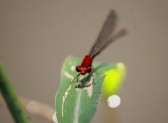 Pseudagrion pilidorsum declaratum