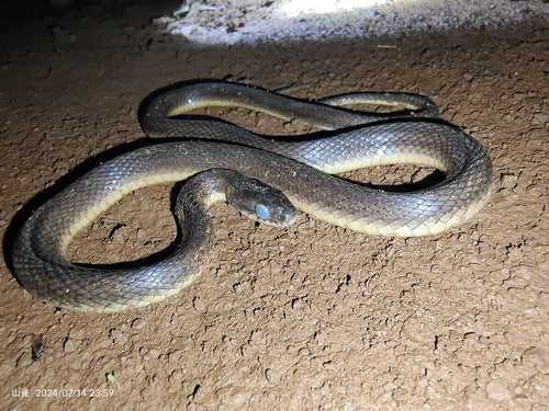 Eight-lined Keelback