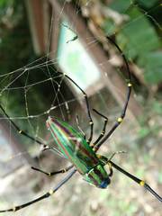 Chrysochroa fulgidissima