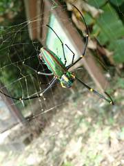 Chrysochroa fulgidissima