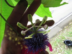 Passiflora longipes