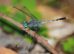 Diplacodes trivialis