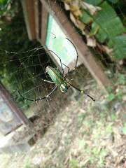 Chrysochroa fulgidissima