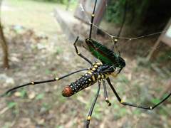 Chrysochroa fulgidissima