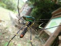 Chrysochroa fulgidissima