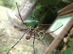 Chrysochroa fulgidissima