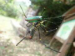 Chrysochroa fulgidissima
