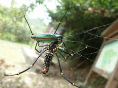 Chrysochroa fulgidissima