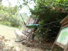 Chrysochroa fulgidissima