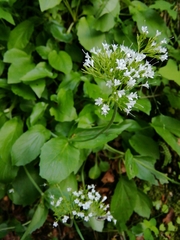 Valeriana montana