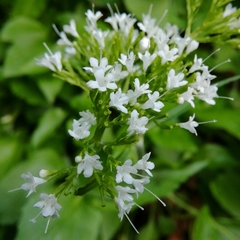 Valeriana montana