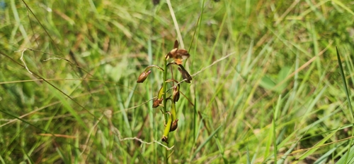 Image of Eulophia tenella by (c) Suvarna Parbhoo Mohan, some rights reserved (CC BY-SA)