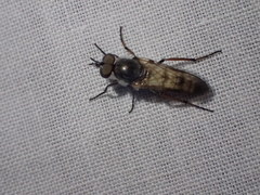 Ozodiceromyia nigrimana