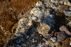 Hipparchia aristaeus