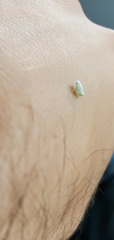 Flatormenis proxima