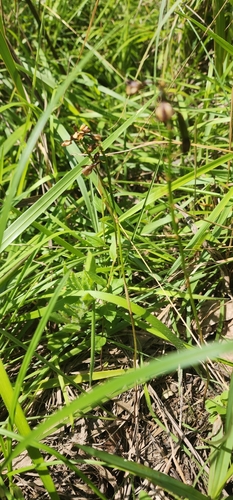 Thicket Harlequin (Eulophia tenella)
