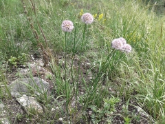 Allium senescens