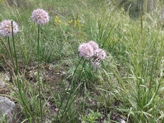 Allium senescens