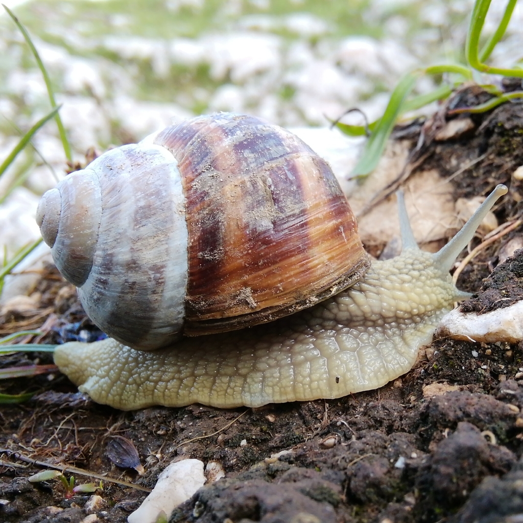 Helix dormitoris