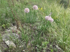 Allium senescens
